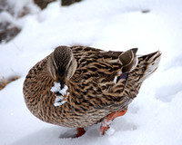Snow Duck