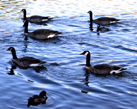 Canadian Geese