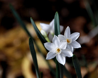 Spring Flowers